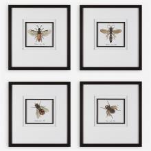  41428 - Anthophila Framed Prints, S/4