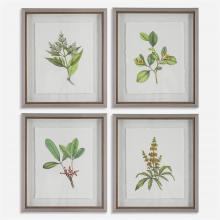  41461 - Wildflower Study Framed Prints, S/4